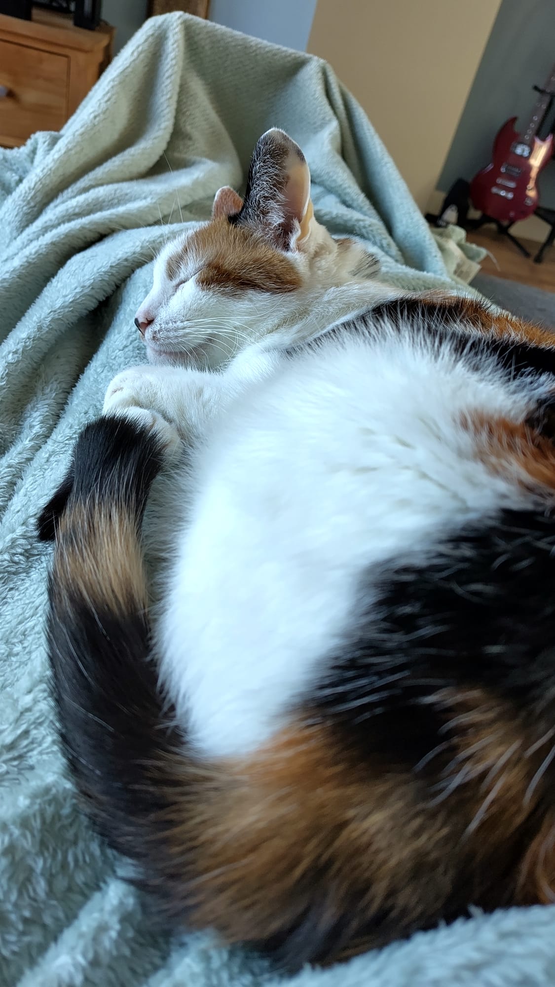 cat laying very cute